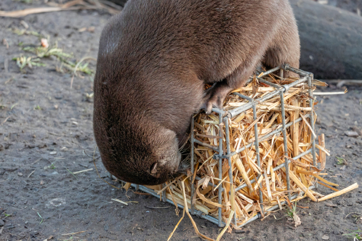 Otter enrichment 3 - 966x644.jpg